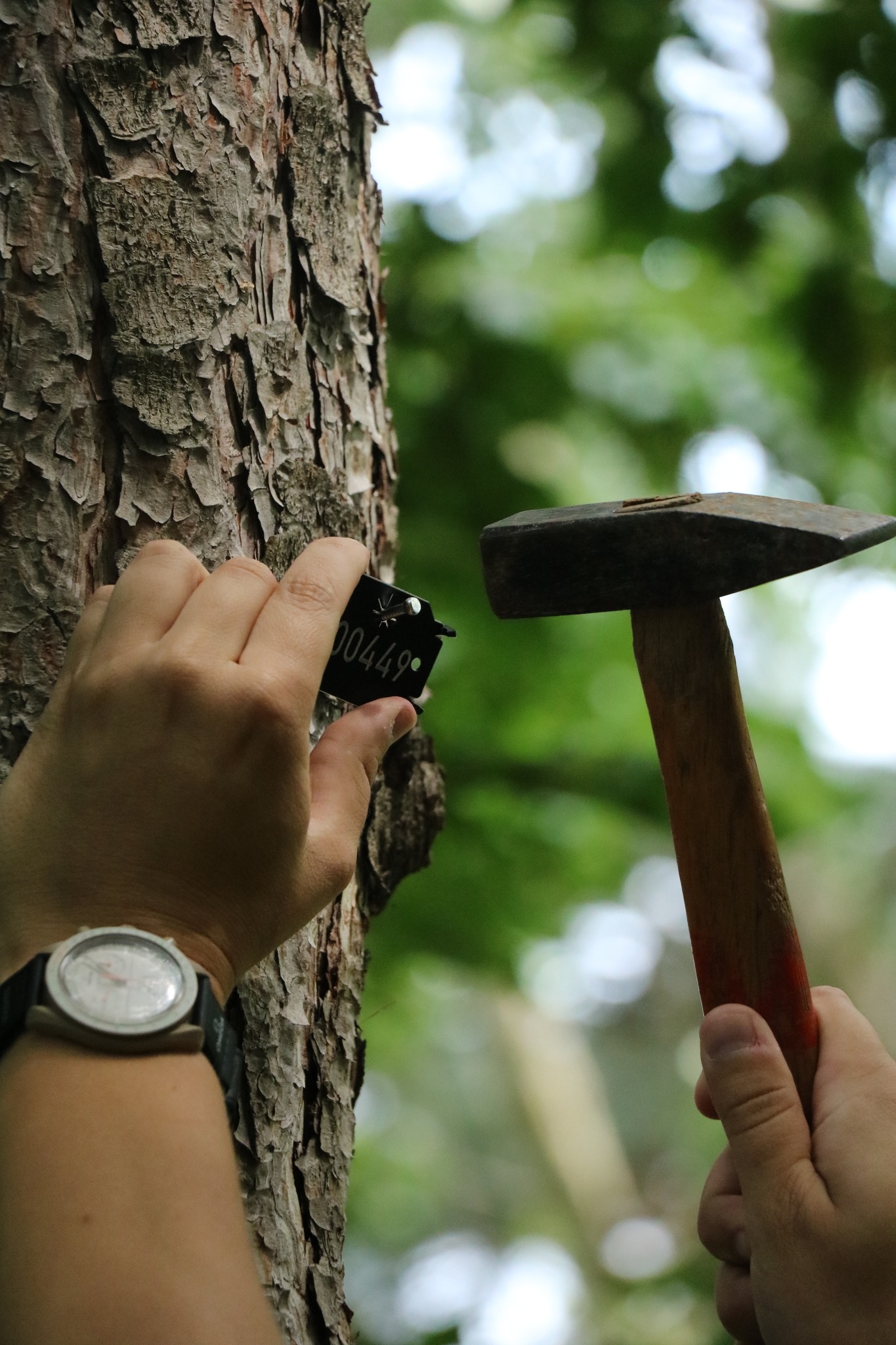 Dreviny v areáli SPU označia arboristickými štítkami
